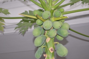 Cluster of Papayas