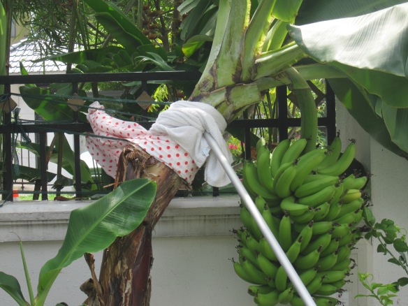 Banana Plant in Cast