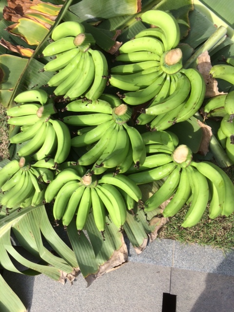 Bananas Galore